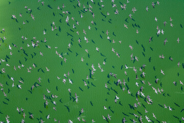 Poster - Pelicans in Flight over the Ocean Talara Peru