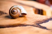 Empty Spiral Mollusc Shell Of Land Snail On A Wood Table