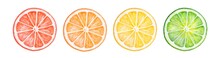 Water Color Illustration Of Different Citrus Fruit Slices. Hand Painted Watercolour Drawing On White Background, Cut Out Clipart Details For Design, Print, Stickers Banner, Poster, Decorative Frame.