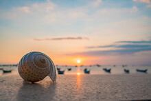 Close Up Of Sea Shells On The Tropical Beach. Conch Shells At The Beach With Sunset And Boat. Selective Focus. Sad, Chill, Relax Concept.