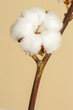  Delicate white cotton flowers branch.