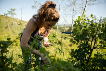 Young Woman Picking Wild Berries From Plant