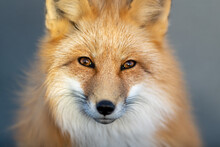 A Close Up Of A Wild Young Red Fox's Head Staring Forward With Piercing Eyes. The Animal Has Pointy Ears, A Black Muzzle, A Fluffy Red Fur Cat, And A Cute Look On Its Face. The Background Is Blue.  