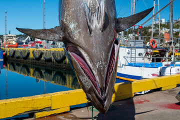 The head of an Atlantic bluefin tuna hanging from a pulley on the deck of a wharf. The fish's head is being removed with the use of a large saw to allow the fish to bleed. The red blood is dripping. 