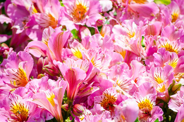 Sticker - The Beautiful lovely pink of Alstroemeria of Lily of the Incas in close up for background at a botanical garden.