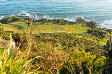 Wall Mural - Grassed land and tracks on slope to coastal edge of Mount Maunganui.