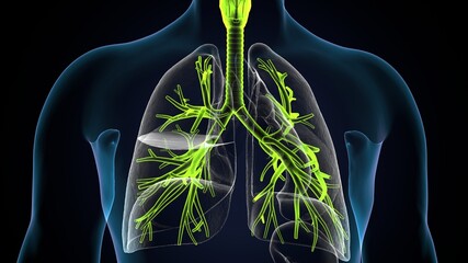 Sticker - 3D illustration of Larynx Trachea Bronchi Part of Respiratory System.
