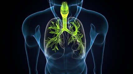 Sticker - 3D illustration of Larynx Trachea Bronchi Part of Respiratory System.
