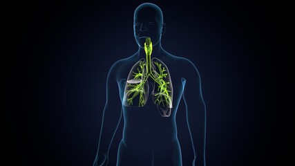 Sticker - 3D illustration of Larynx Trachea Bronchi Part of Respiratory System.
