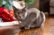 Gray cat sitting under Christmas tree. 