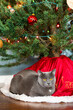 Cat laying under Christmas tree.