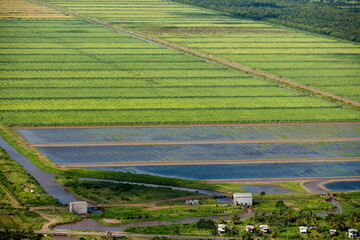 Wall Mural - Guyanese Agriculture at Lusignati Near Georgetown