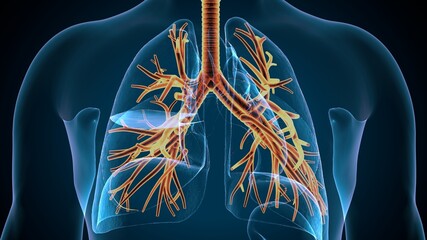 Sticker - 3D illustration of larynx trachea bronchi part of respiratory system.
