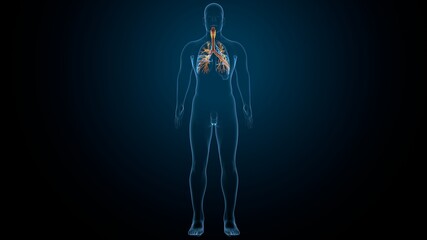 Sticker - 3D illustration of larynx trachea bronchi part of respiratory system.
