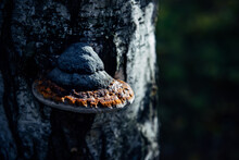 Chaga Tree Mushroom On Old Tree Trunk. Tinder Fungus On Birch, Close Up. Blurred Bokeh Background.