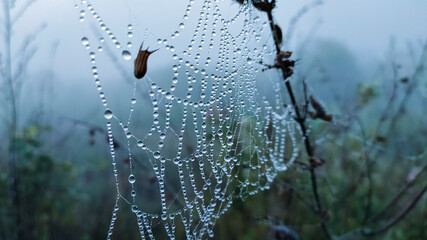 spider web with dew drops