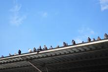Pigeon Birds Sitting On The Roof Against The Blue Sky