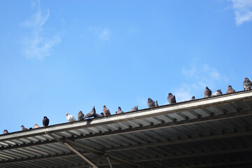 Pigeon birds sitting on the roof against the blue sky