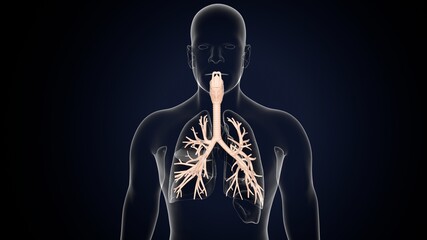 Sticker - 3D illustration of larynx trachea bronchi part of respiratory system.
