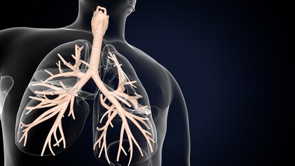 Sticker - 3D illustration of larynx trachea bronchi part of respiratory system.
