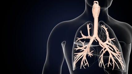 Sticker - 3D illustration of larynx trachea bronchi part of respiratory system.
