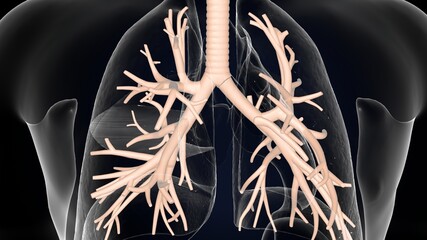 Wall Mural - 3D illustration of larynx trachea bronchi part of respiratory system.
