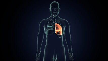 3d render of human lungs structure and function anatomy