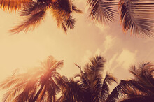 Summer Vacation And Nature Travel Adventure Concept. Tropical Palm Tree On Sunset Sky And Clouds Abstract Background. Vintage Tone Filter Effect Color Style.