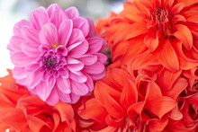 A Bouquet Of Red And Purple Dahlias In Close-up. Flower Petals.