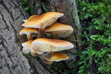 Closeup Shot Of Edible Mushrooms Known As Enokitake