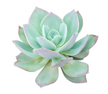 Closeup Top Green Succulent Plant Isolated On White Background