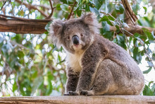 Koala (Phascolarctos Cinereus) Sitting On Tree Branch And Looking Down At Camera