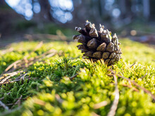 Single Pine Cone Lying On Mossy Forest Floor