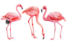 Set Flamingos, Tropical Birds On White Background. Watercolor Pink Flamingo
