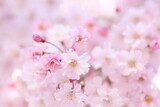 Fototapeta Kwiaty - しだれ桜のクローズアップ