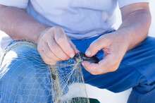 Fisherman Taking Small Fish Out Of The Net, Damselfish Or Mediterranean Chromis, From Dalmatia, Croatia