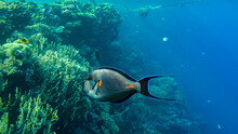 Sohal Tang (Acanthurus Sohal) Surgeonfish In Red Sea