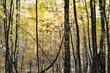 autumn forest - yellow leaves in the park in October