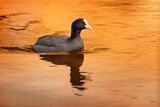 Fototapeta Lawenda - duck on the water