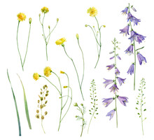 Watercolor Set Of Wild Yellow Flowers, Bells And Herbs