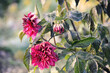 red dahlia in frost - the first autumn frosts