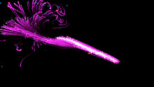 Pink Abstract Background. Pink Explosion On Black Background