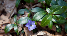 Vinca Minor -  Blue Wildflower Of The Forest Floor - Beautiful Evergreen Creeping Plant -  Small Periwinkle.