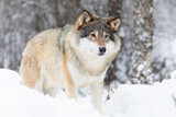 Fototapeta Sawanna - Beautiful wolf standing in the snow in beautiful cold winter forest