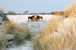 Pferde auf der Insel Föhr in der Nordsee