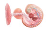 3d rendered medically accurate illustration of a human embryo anatomy - week 5