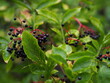 Owoce czarnego bzu