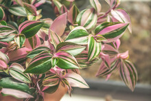 Closeup Image Of Tradescantia Tricolor Plant With Pink And Yellow Leaves. Its Other Names Are Inch Plant, Wandering Jew And Spiderwort.