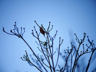 branches against blue sky