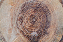 Fresh Wood Log Texture Background. European Ash, Fraxinus Excelsior